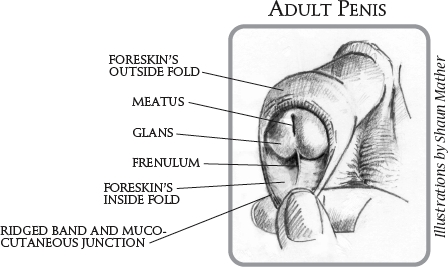 Adult Penis