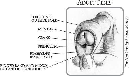 Foreskin, anatomy