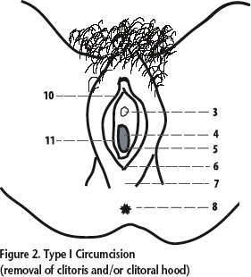 Types Of Clitoris