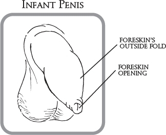 Infant Penis